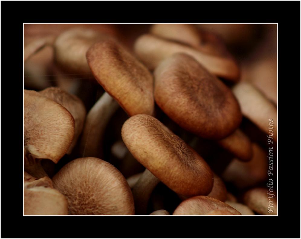 Juste avant l'hiver, les champignons sont côte à côte comme pour se réchauffer avant les premiers froids
