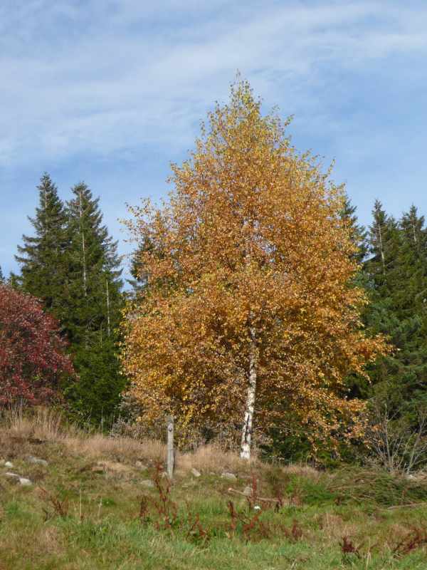 Image hébergée par Casimages.com : votre hébergeur d images simple et gratuit