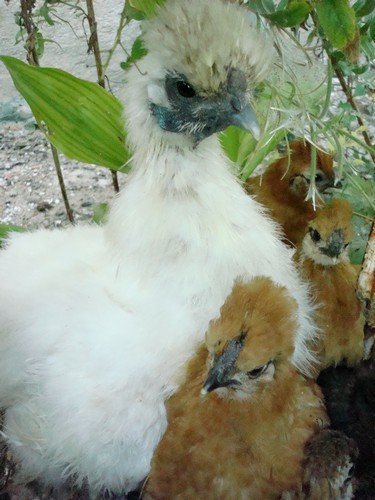 Image hébergée par Casimages.com : votre hébergeur d images simple et gratuit