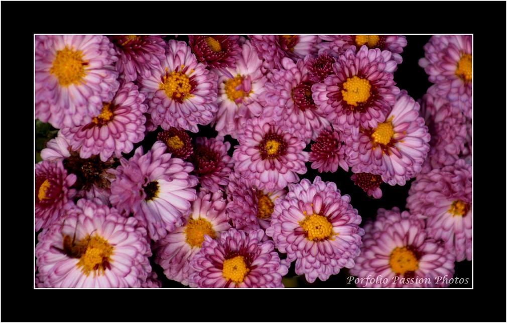Sur le bord de la route s'offre un petit bouquet naturel comme autant de petits soleil