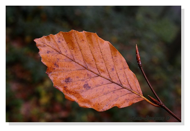Image hébergée par Casimages.com : votre hébergeur d images simple et gratuit