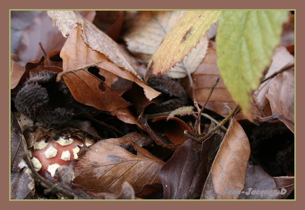Image hébergée par Casimages.com : votre hébergeur d images simple et gratuit