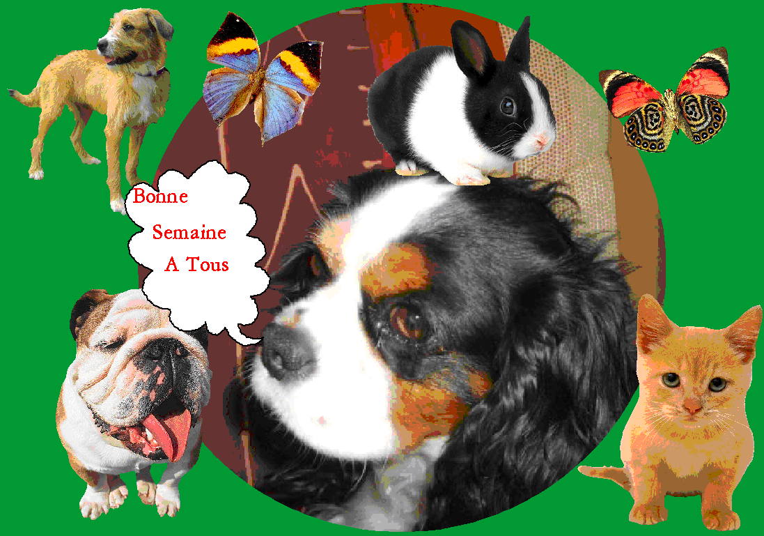 Image h�berg�e par Casimages.com : votre h�bergeur d images simple et gratuit