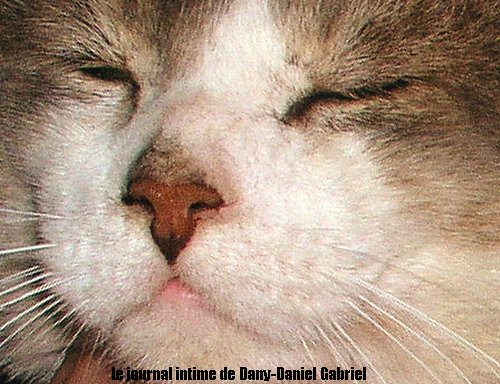 chat sherbrooke ti loup