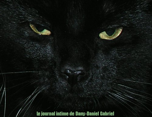 chat noir sherbrooke nicky