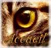 Accueil