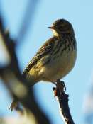 pipit