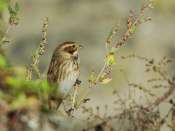 bruant_des_roseaux6