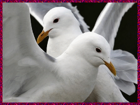 091127104349887974944144.gif
