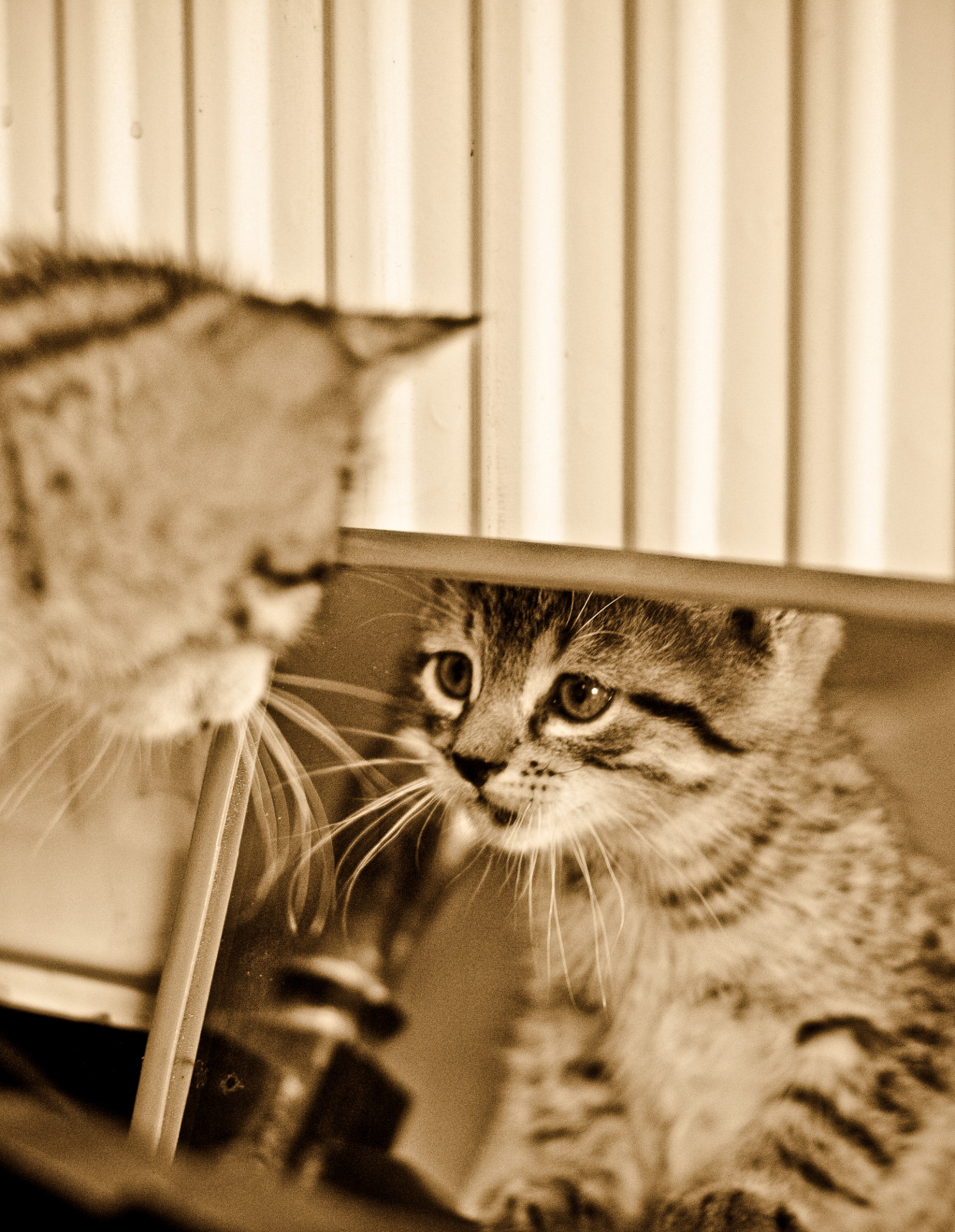 Afficher limage dorigine