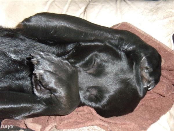 chien