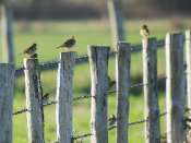 pipit