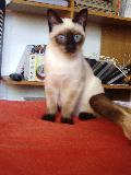 Cliquez pour afficher l'image en taille r�elle