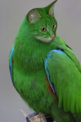 L'oiseau chat, magnifique ! dans Animaux insolites 091227105418133815129706