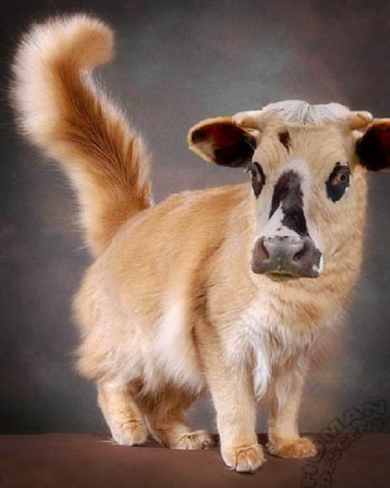 Le chat vache, trop mimi  dans Animaux insolites 091227105418133815129707