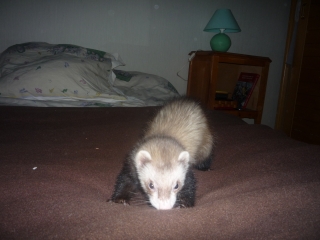 Chuck le furet