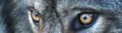 Regard_Loup