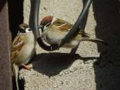 Moineau