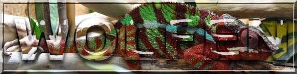 http://nsm02.casimages.com/img/2010/01/18//100118081754892365270927.jpg