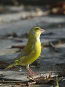 verdier8