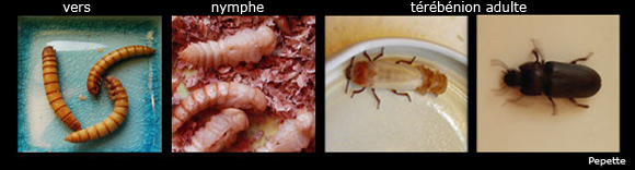 Evolution du vers de farine à la nymphe au terebenion