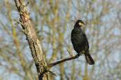 Cormoran