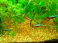 L\'Aquarium