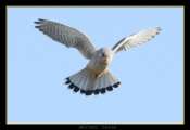 Hebergement gratuit d image et photo
