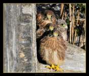 Hebergement gratuit d image et photo