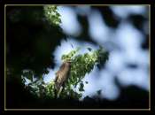Hebergement gratuit d image et photo