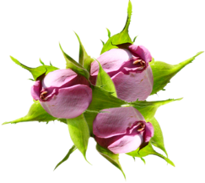 3 boutons roses