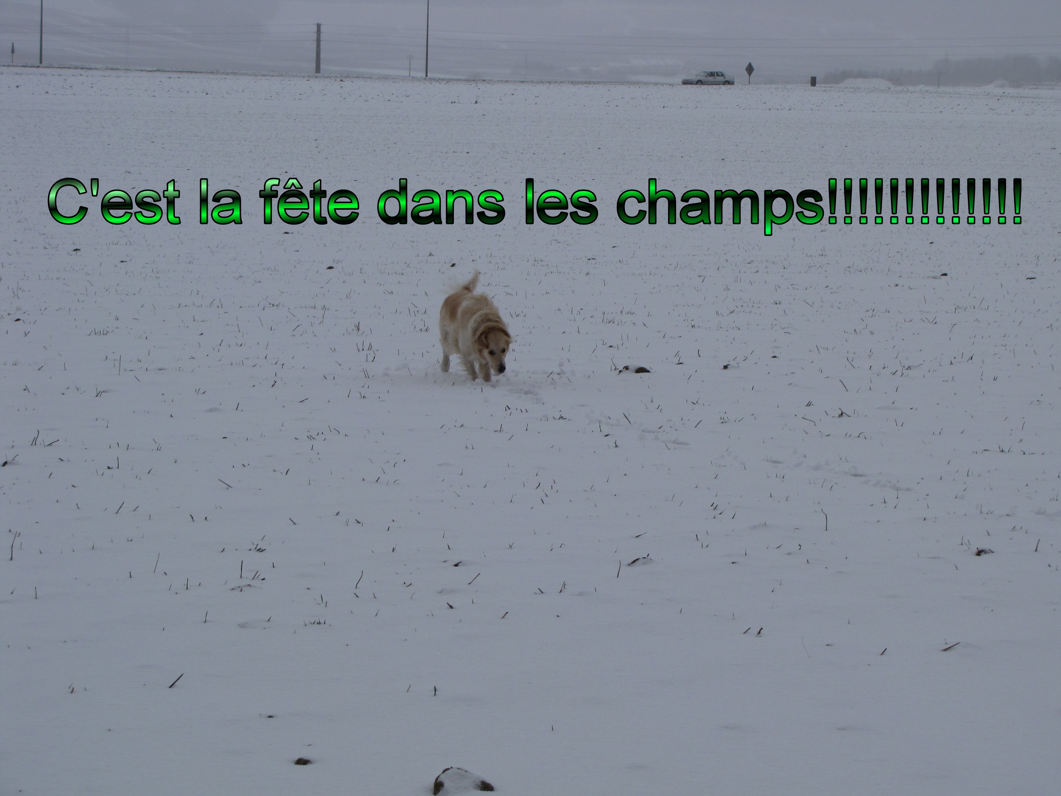 voir l'image en taille r�elle