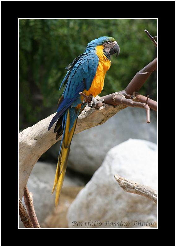Ara du Zoo de la Palmyre