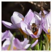 003_20100222-_abeille