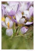 004_20100222-_abeille