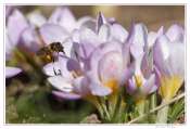 005_20100222-_abeille