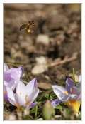 006_20100222-_abeill
