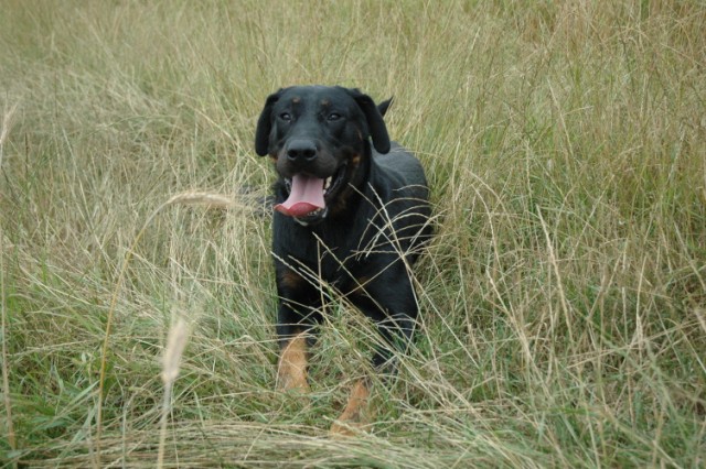 Sam, beauceron de 2 ans 1/2 - Page 2 090712084124646624056140