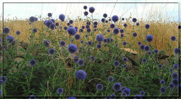 140709Echinops2