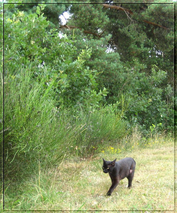 140709F&Atilde;&copy;licie