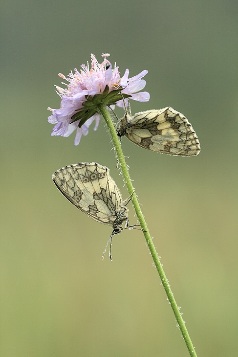 Série sur les papillons demi-deuils + fin de série 090717012340281864084250