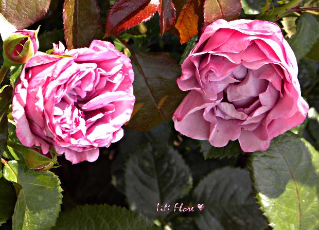 Image hébergée par Casimages.com : votre hébergeur d images simple et gratuit