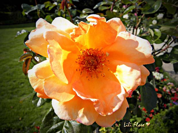 Image hébergée par Casimages.com : votre hébergeur d images simple et gratuit