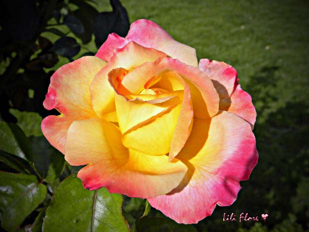 Image hébergée par Casimages.com : votre hébergeur d images simple et gratuit