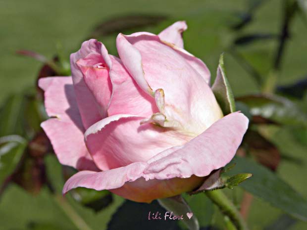 Image hébergée par Casimages.com : votre hébergeur d images simple et gratuit