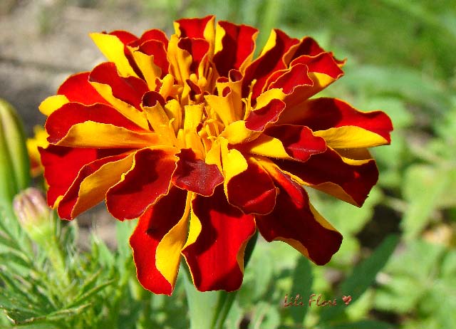 Image hébergée par Casimages.com : votre hébergeur d images simple et gratuit
