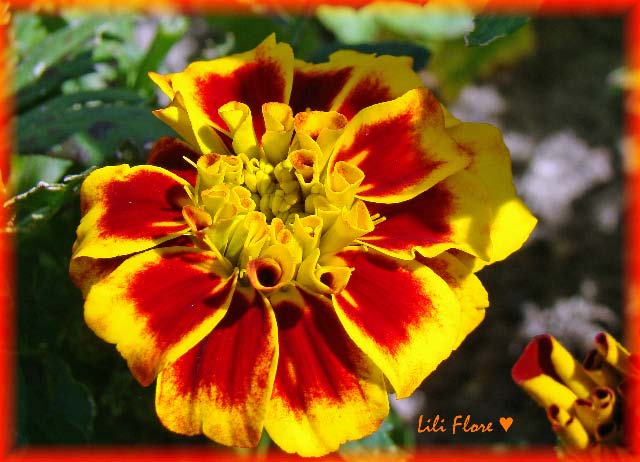 Image hébergée par Casimages.com : votre hébergeur d images simple et gratuit