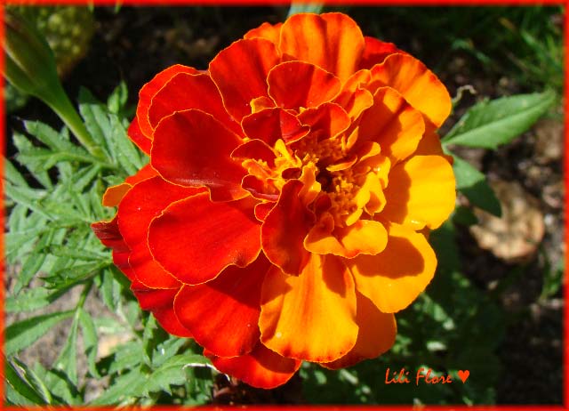 Image hébergée par Casimages.com : votre hébergeur d images simple et gratuit