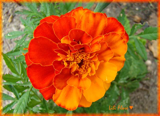 Image hébergée par Casimages.com : votre hébergeur d images simple et gratuit