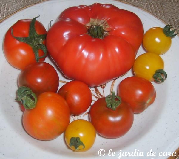 les tomates de soleil  2009 - Page 8 090727070758547764145623